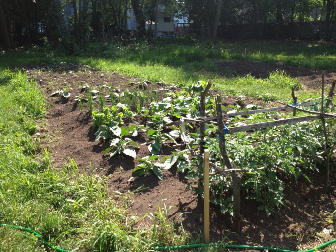 Vegetable Grove