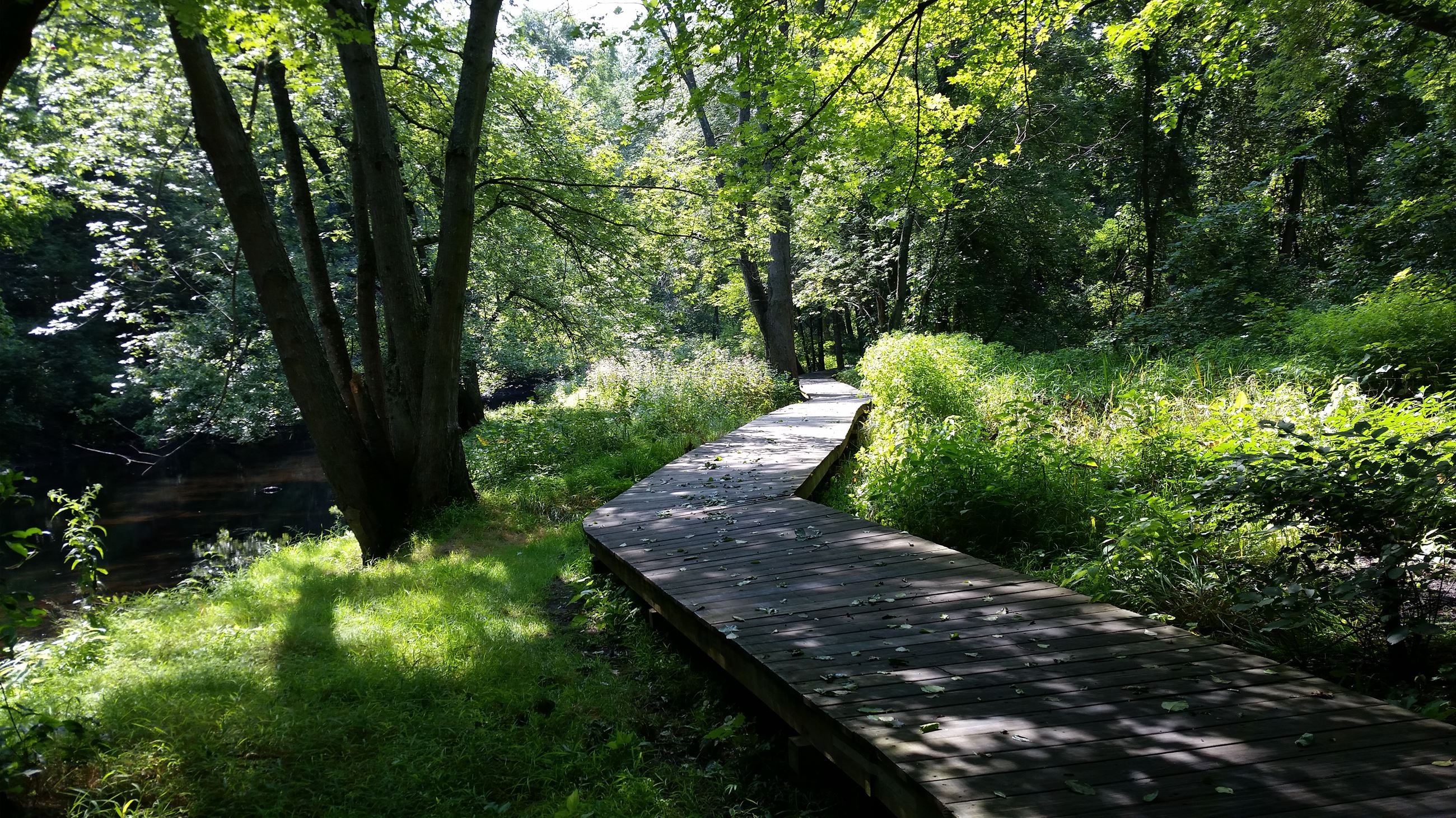 Trail Boardwalk