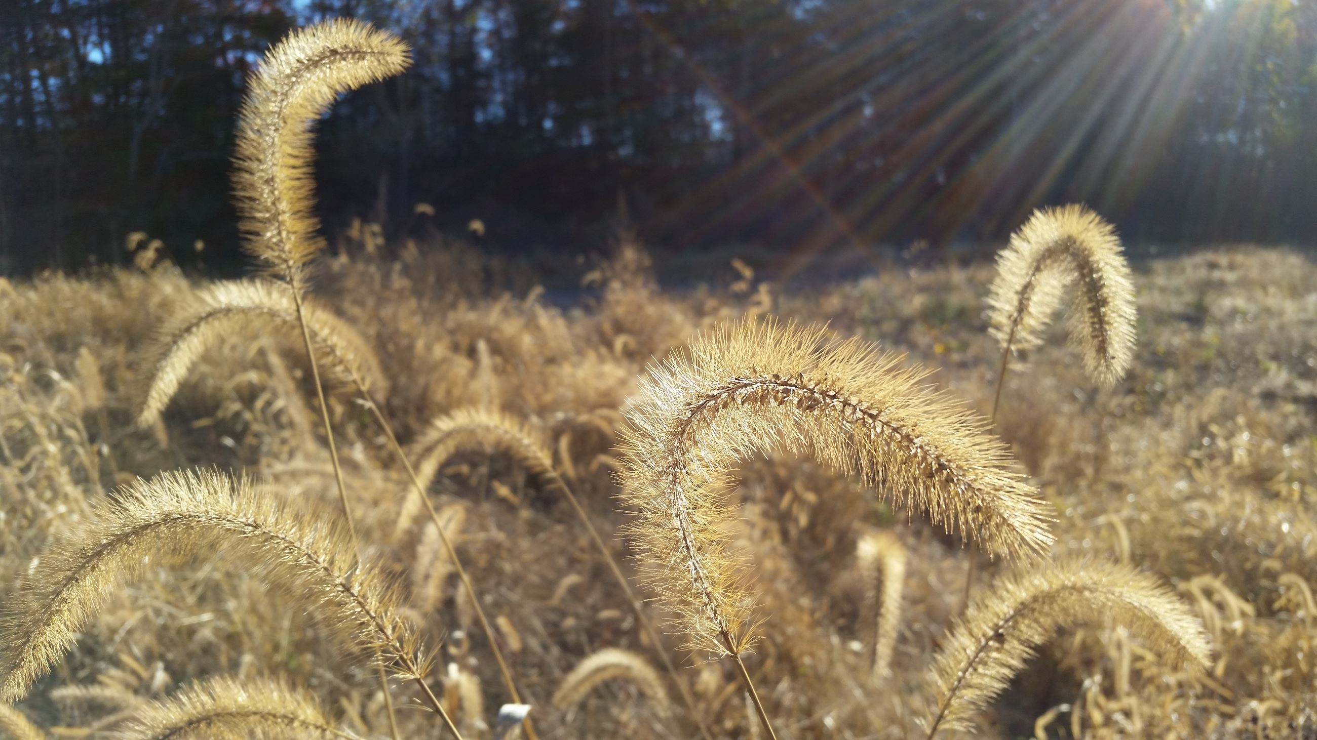 Sudbury River Oxbow meadow