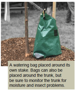 A watering bag placed around its own stake.