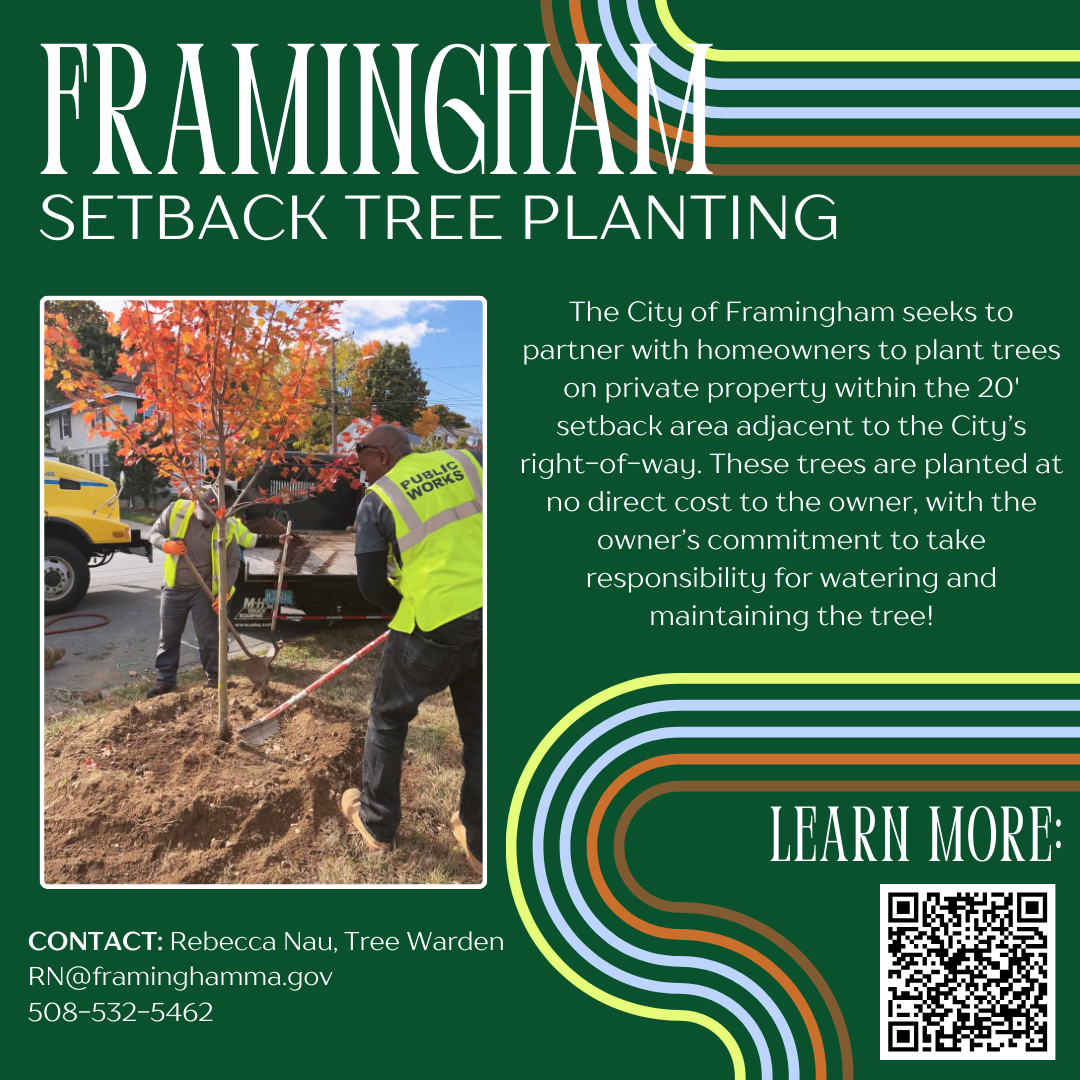 SETBACK TREE PLANTING ENGLISH